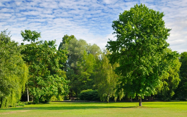 Professional Tree Care