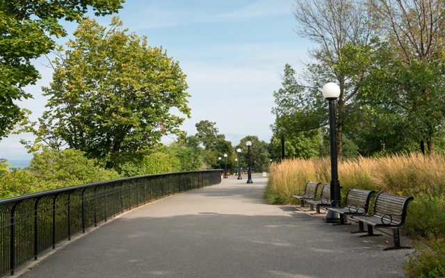 Fence Line & Driveway Clearing