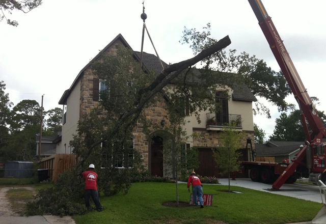 Crane-Assisted Tree Removal