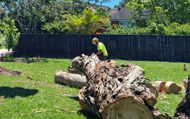 Hazardous Tree Removal