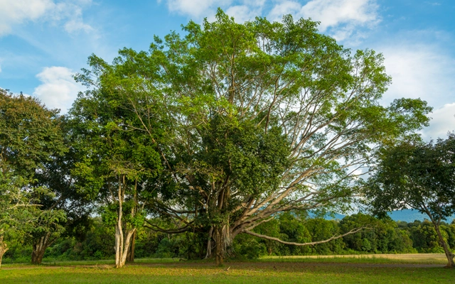 Your Trusted Partner for Tree Services