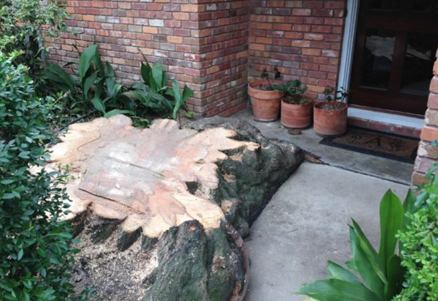 Professional Stump Grinding Services in Houston, TX