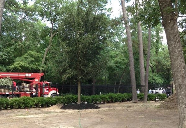 Tree & Plant Healthcare