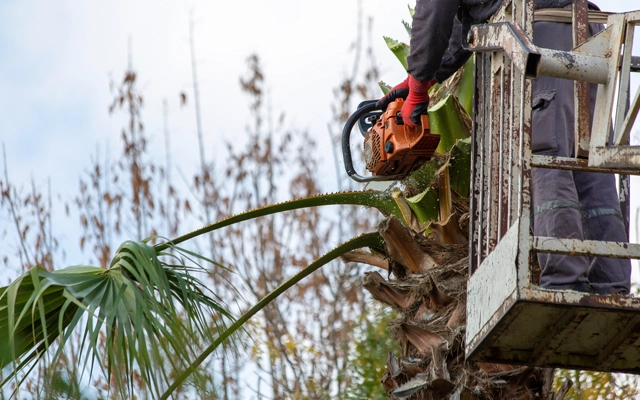 Tree Trimming & Pruning