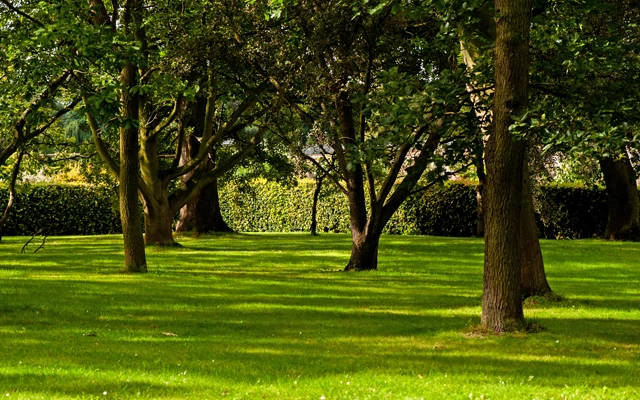Dedicated Tree Service