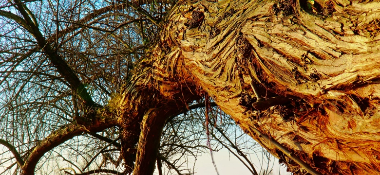 Hazardous Tree Removal