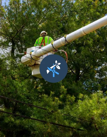 Tree Trimming & Pruning